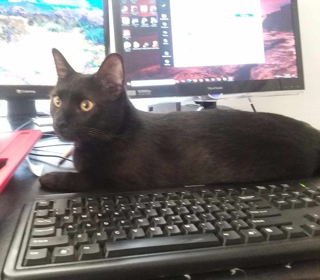 Adopt a friend: Dot